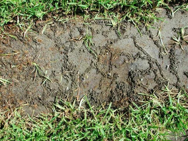 Медведка следы на земле фото Who's making these little mounds in my yard? - TexasBowhunter.com Community Disc
