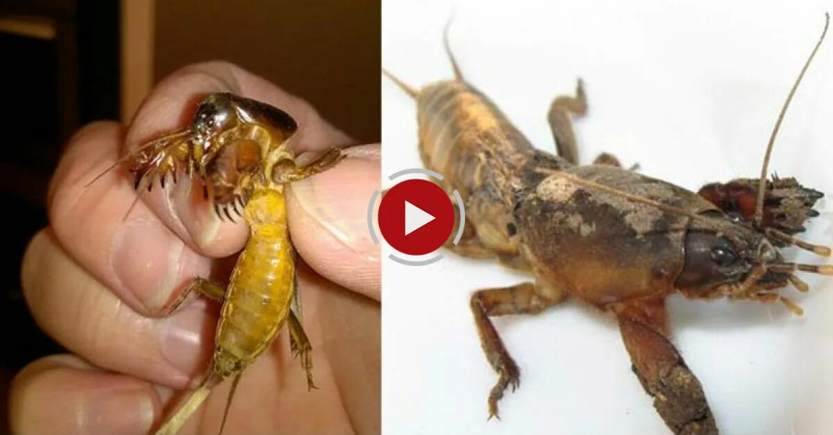 Медведка укус фото The Mole Cricket, A Bizarre Burrowing Insect - Video Blog Evadează