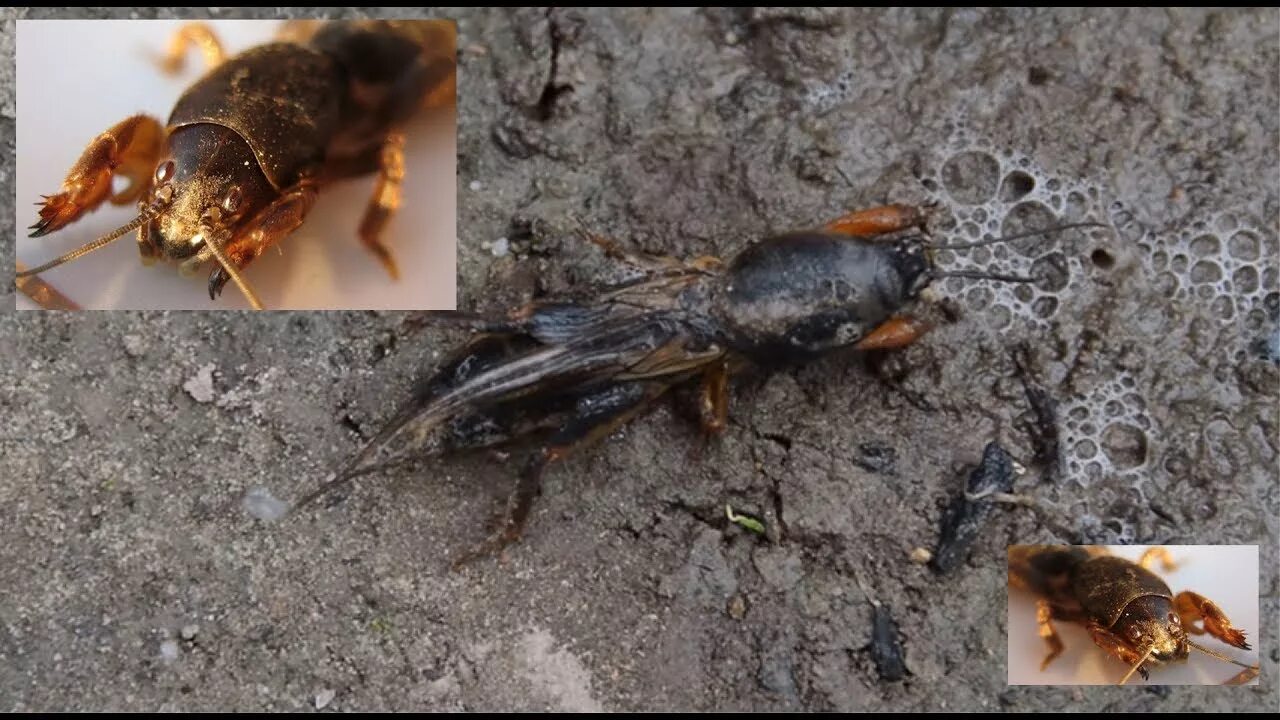 Медведка укус фото How to catch mole cricket insect? Как поймать? Обыкновенная медведка - YouTube