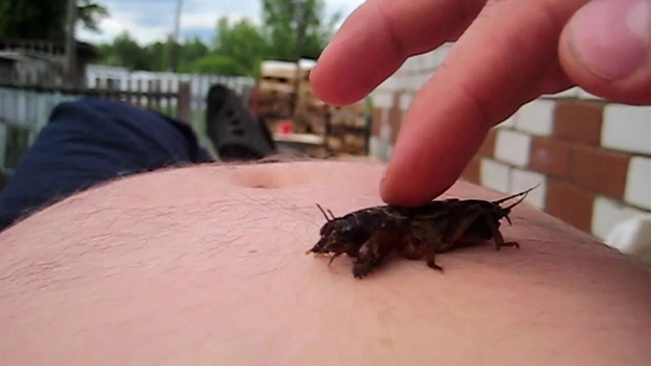 Медведка укус фото Медведка - YouTube