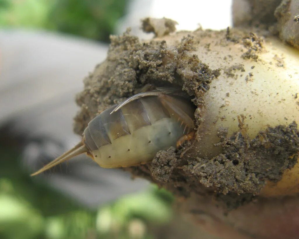 Медведка в картошке фото Mole cricket in potato tuber Surender Dalal Flickr