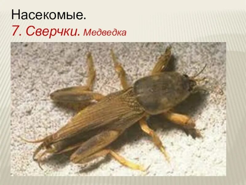 Медведка в картошке фото Вредители культурных растений Насекомые презентация, доклад