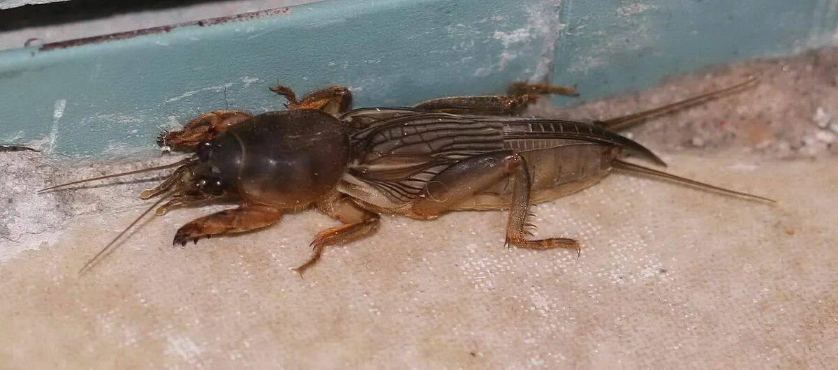 Медведка владивосток фото Файл:Mole cricket03.jpg - Википедия