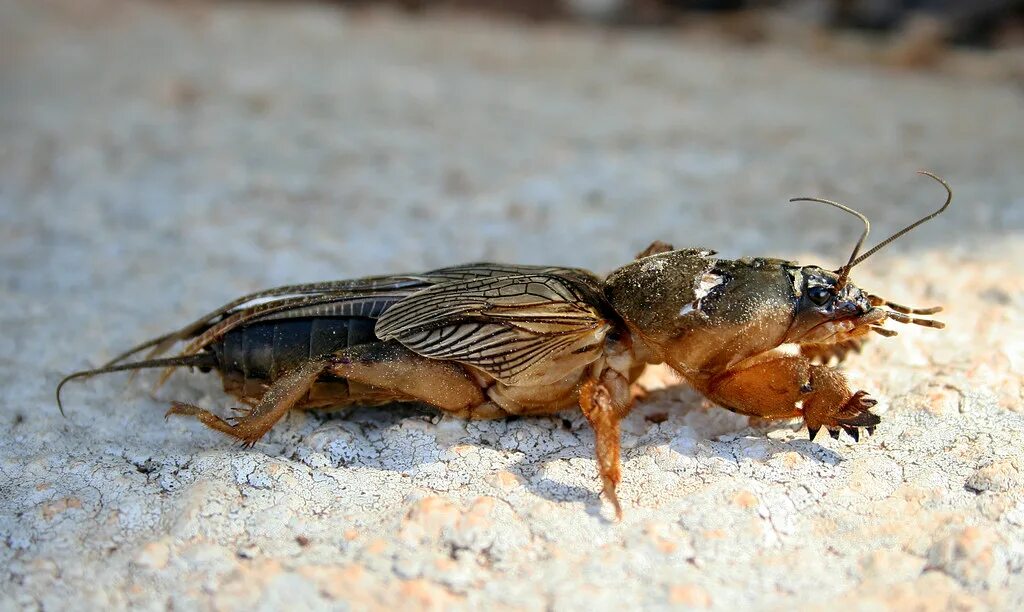 Медведка животное фото European Mole Cricket (Gryllotalpa gryllotalpa) Not a bird. Flickr