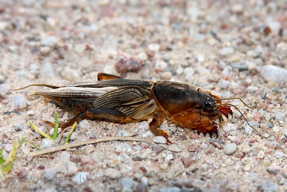 Медведка животное фото European mole cricket (Gryllotalpa gryllotalpa) - redzet.lv
