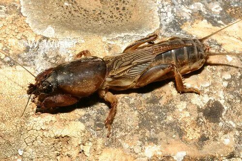 Медведка животное фото zoology - What species of insect is this? - Biology Stack Exchange