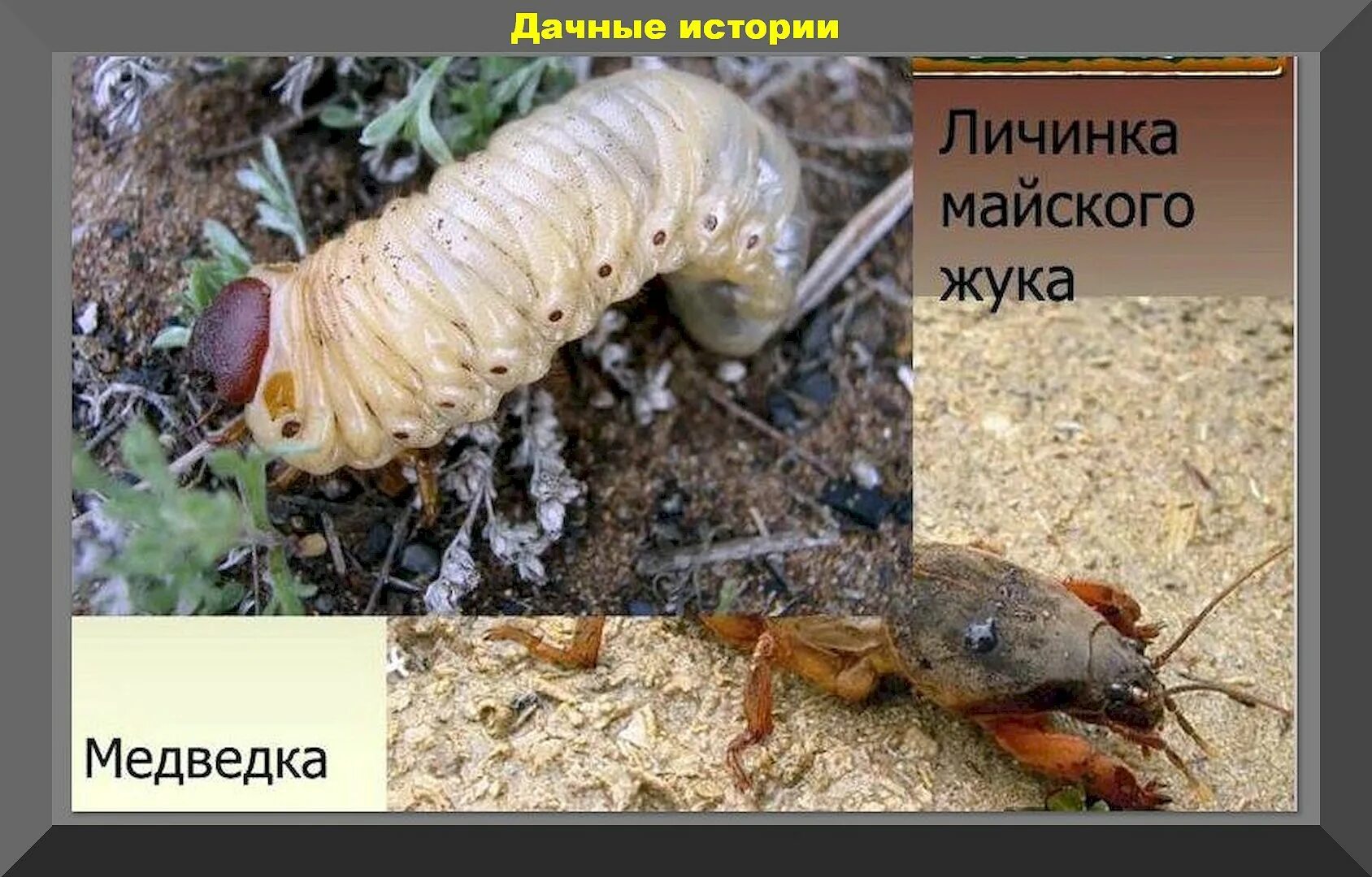 Медведка жук личинки фото Медведка обыкновенная тип развития