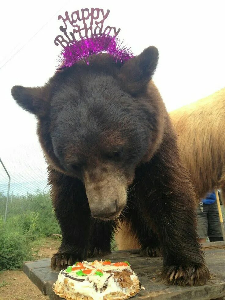 Медведя на день рождения цена фото Pin on Beary Fun Bear pictures, Cute little animals, Silly animals