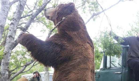 Медведя поднимают краном фото На Камчатке застрелили опасного медведя в полтонны весом (фото) - СМИ2