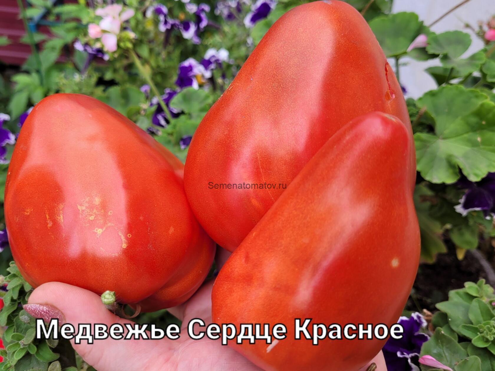 Медвежье сердце фото Медвежье Сердце Красное - Семена Томатов