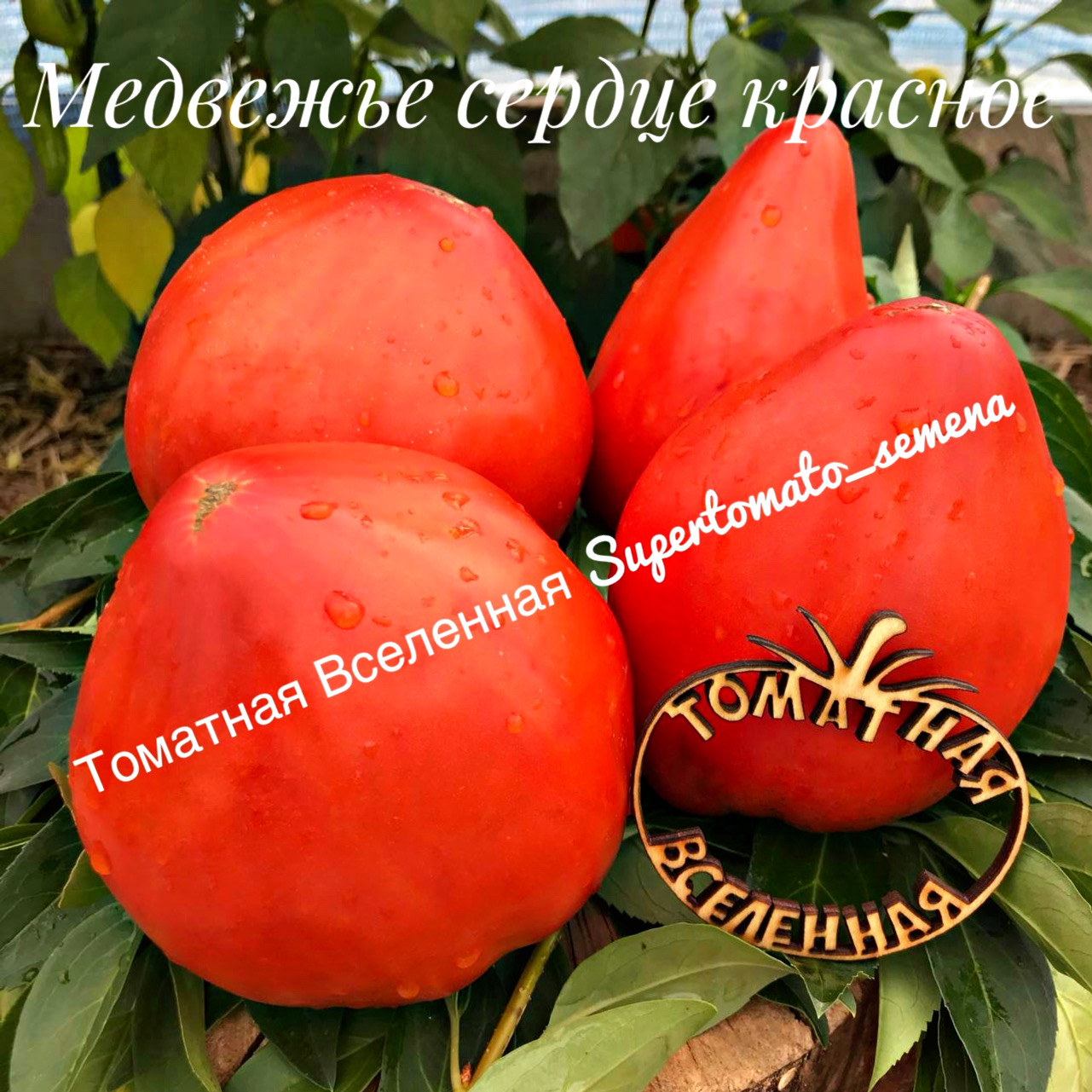 Медвежье сердце томат отзывы фото Медвежье сердце красное. Томатная вселенная