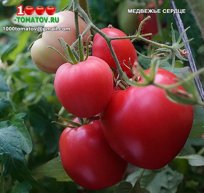 Медвежье сердце томат отзывы фото ТОМАТЫ - СЛАДКИЕ СЕРДЦЕВИДНЫЕ СОРТА ч.7 1000 томатов Дзен