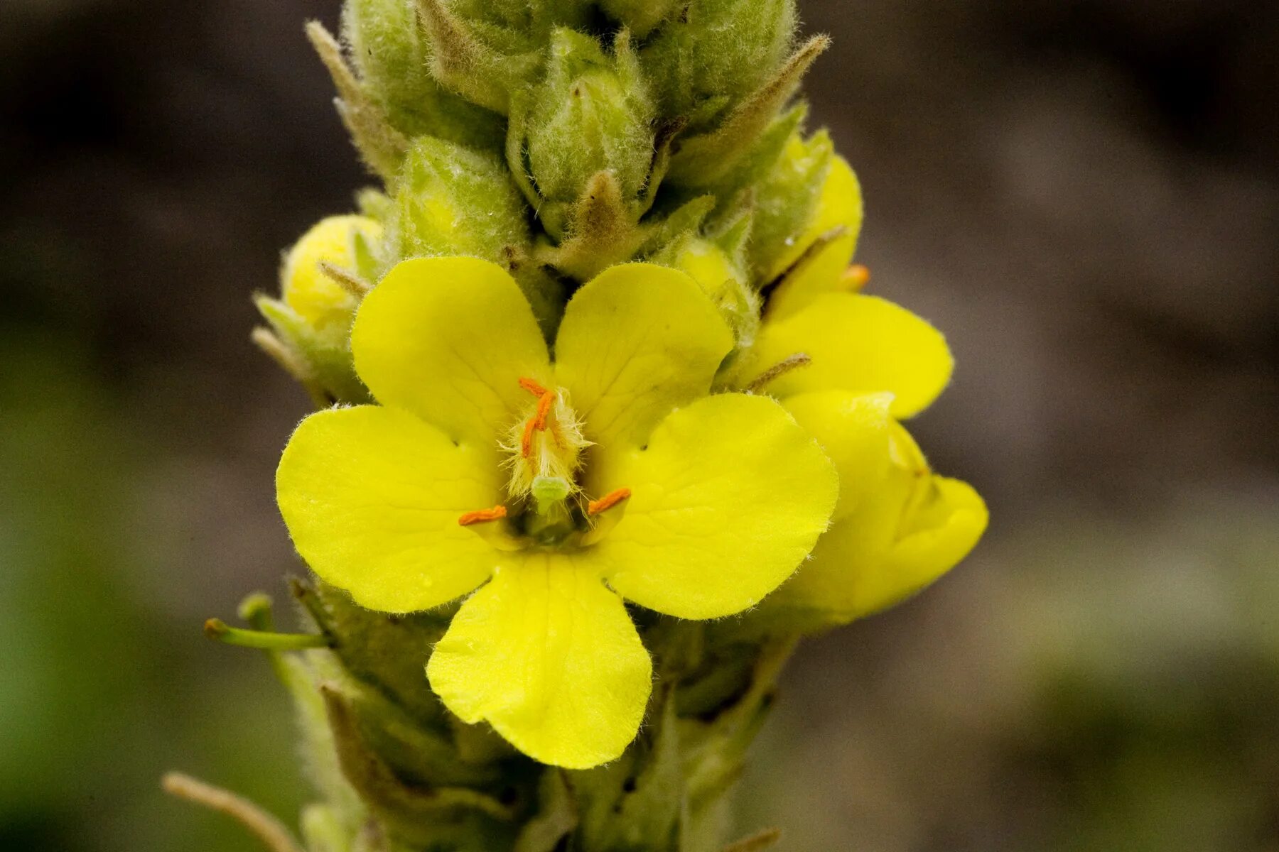 Медвежье ухо фото File:Verbascum thapsus - Flickr - aspidoscelis (2).jpg - Wikimedia Commons