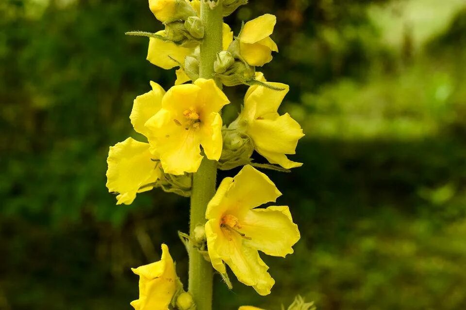 Медвежье ухо фото Verbascum фото - DelaDom.ru