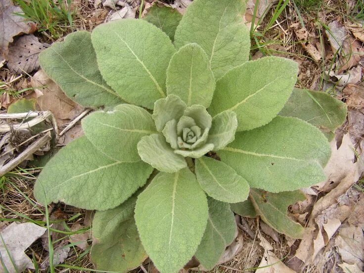 Медвежье ухо фото Random Plant: Common mullein in 2023 Lunges, Plants, Sourwood honey