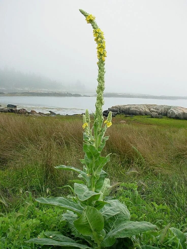 Медвежье ухо фото Verbascum thapsus (common mullein): Go Botany Plants, Planting flowers, Mullein 