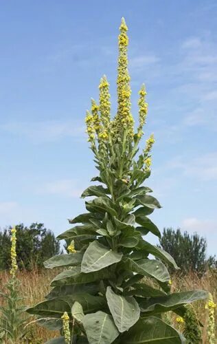Медвежье ухо растение фото Mullein Plant in 2022 Medicinal herbs garden, Medicinal plants, Plants