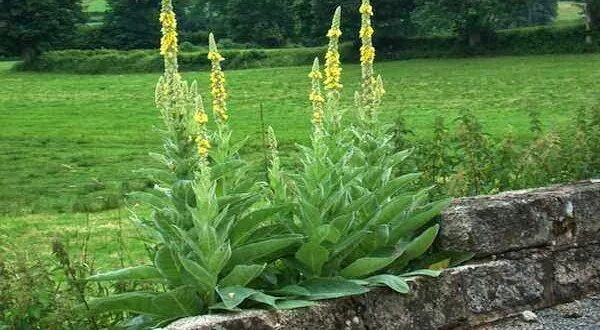 Медвежье ухо растение фото Un’infusione naturale per liberare i polmoni dal catarro. Vi sentirete molto meg