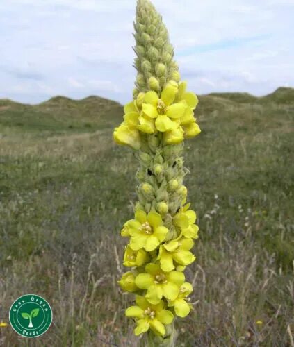 Медвежье ухо растение фото 20 seeds of Great Common Mullein - VERBASCUM THAPSUS + 5 seeds of Sunflower eBay