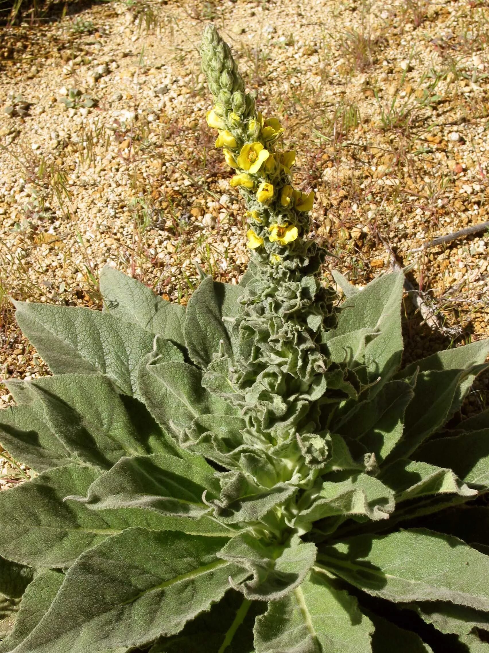 Медвежье ухо растение фото Verbascum Thapsus Common Mullein 392