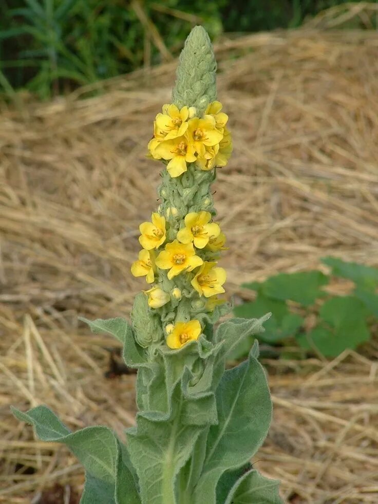 Медвежье ухо растение фото Imagen relacionada Perennial herbs, Herbs, Medicinal plants