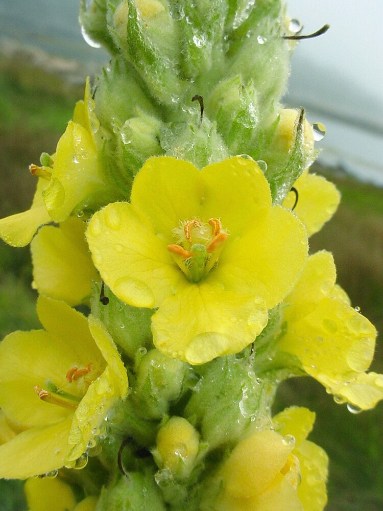 Медвежье ухо растение фото Mullein Verbascum thapsus medicinal herb Non GMO non hybrid Etsy