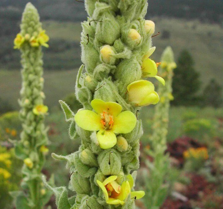 Медвежье ухо растение фото Common Mullein Seeds, Verbascum Thapsus Plants, Wholesale plants, Invasive plant