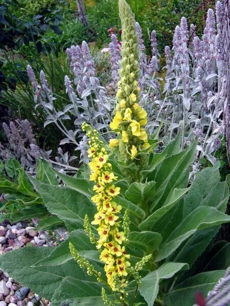 Медвежье ухо растение фото Коровяк обыкновенный,, медвежьи ушки Eco garden, Plant combinations, Plants