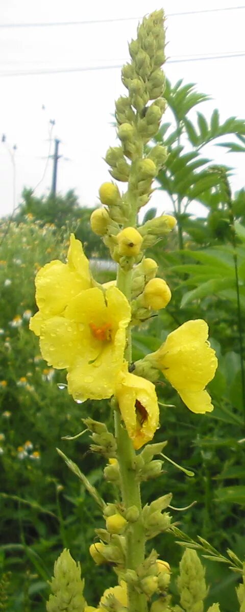 Медвежье ухо растение фото Fichier:Verbascum thapsus bgiu.jpg - Wikipédia