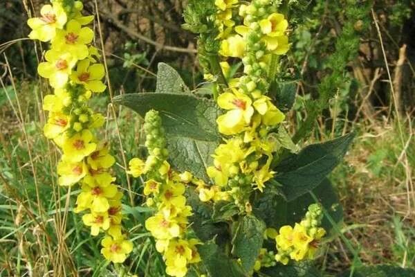 Медвежье ухо растение фото коровяк медвежье ухо ДОМИК У РЕЧКИ