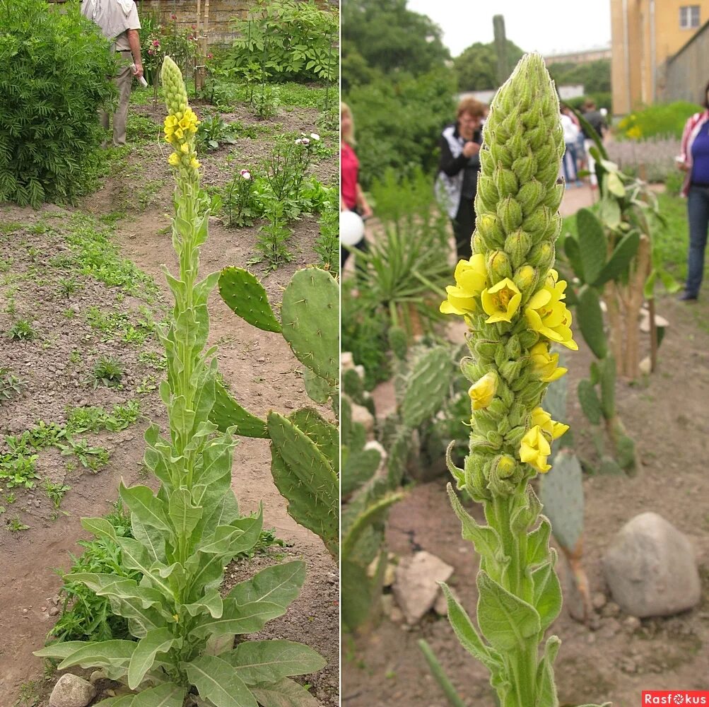 Медвежье ухо растение фото Коровяк (Медвежье ухо), Verbascum thapsus L.. Фотолюбитель Андрей Павловский