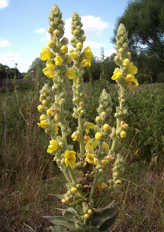Медвежье ухо растение фото Verbascum densiflorum - Image of an specimen - Plantarium