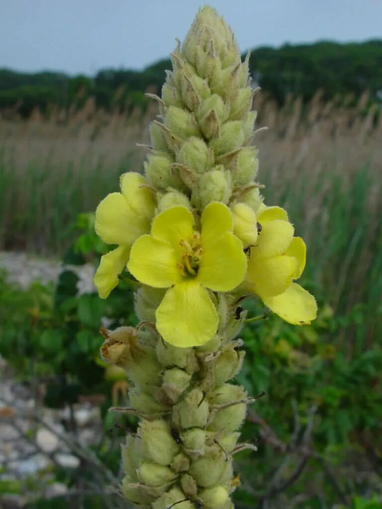 Медвежье ухо растение фото и описание Verbascum thapsus (Common Mullein) Biennial plants, Planting flowers, Perennial 