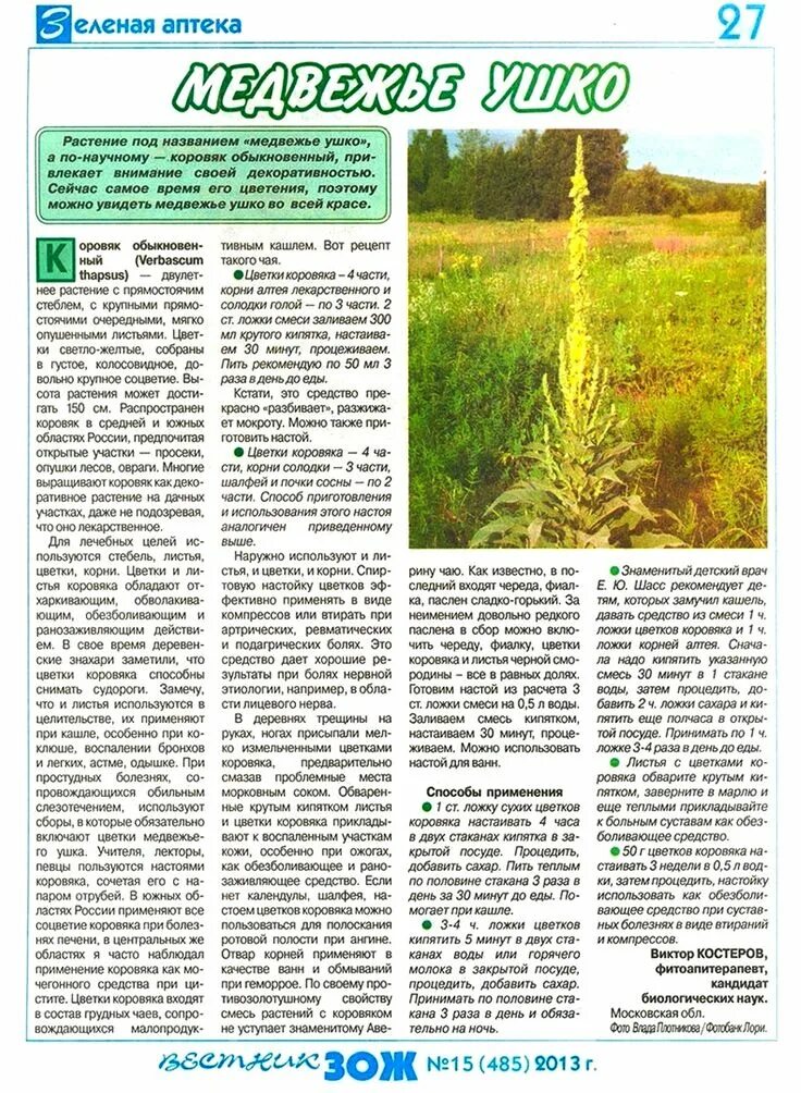 Медвежье ухо растение фото и описание Коровяк обыкновенный (медвежье ушко) Целебные травы, Траволечение, Лекарственные