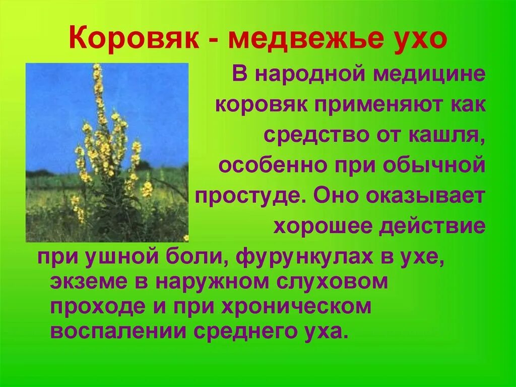Медвежье ухо растение фото и описание Трава медвежьи ушки для чего используется: найдено 87 изображений