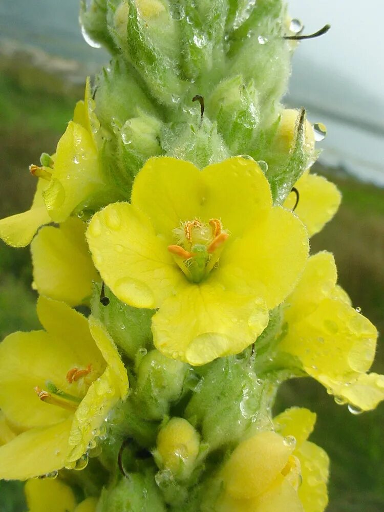 Медвежье ухо растение фото и описание Verbascum thapsus (common mullein)