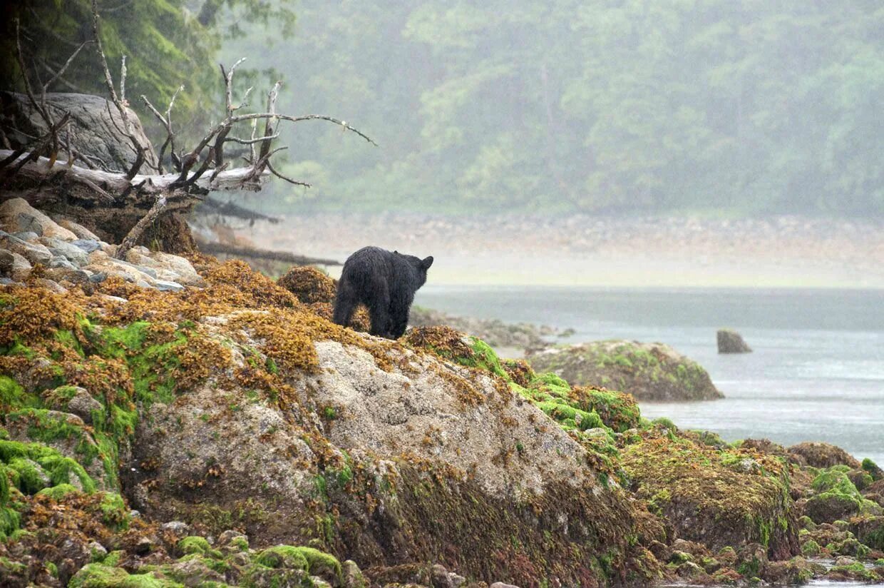 Медвежьи острова фото Canada - Bear watching in Tofino BaldHiker Tofino, Black bear, Travel