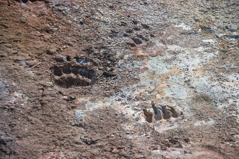 Медвежьи следы фото на земле Traces of Bear on a Foot Path in the Valley of the Geysers Stock Image - Image o