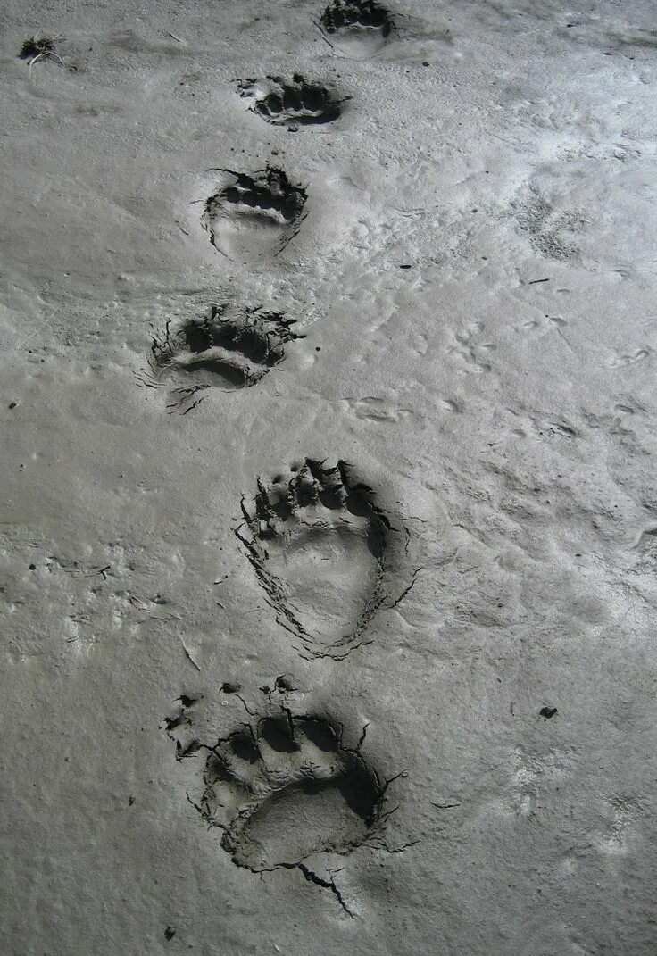 Медвежьи следы фото на земле Grizzly prints Bear footprint, Bear tracks, Bear safety