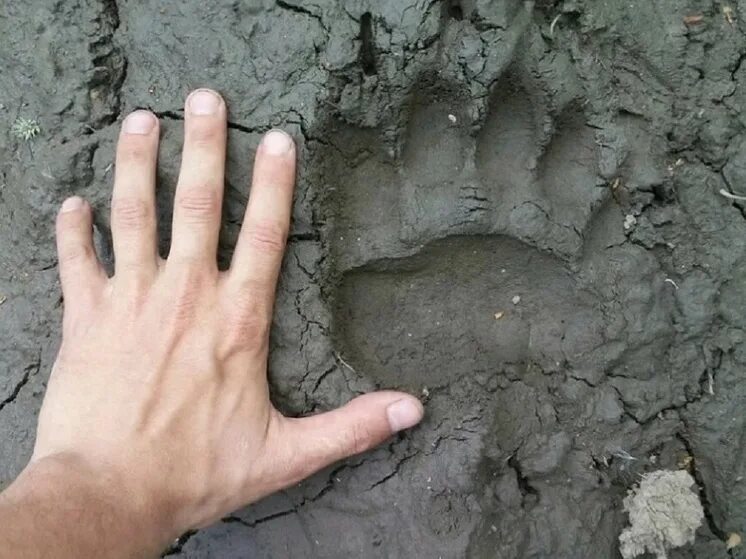 Медвежьи следы фото на земле Ярославцы делятся в соцсетях фотографиями медвежьих следов - МК Ярославль
