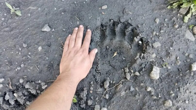 Медвежьи следы фото на земле Кузбассовцы нашли следы медведя близ дачных участков https://prokuzbass.ru/news/
