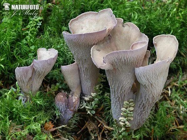Медвежьи ушки грибы фото Pig`s Ear (Gomphus clavatus) Mushroom Images Pictures, Nature Wildlife Photos - 