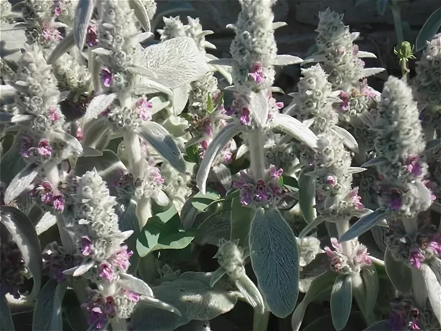 Медвежьи ушки цветок фото дачный Стахис шерстистый (Ctachys lanata), чистец шерстистый, овечьи ушки, медвежьи ушк
