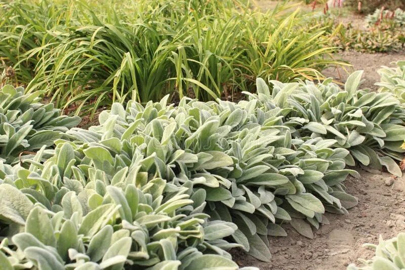 Медвежьи ушки цветы фото на клумбе Stachys Lanata (Stachys Byzantina) in the Garden Stock Photo - Image of gardenin