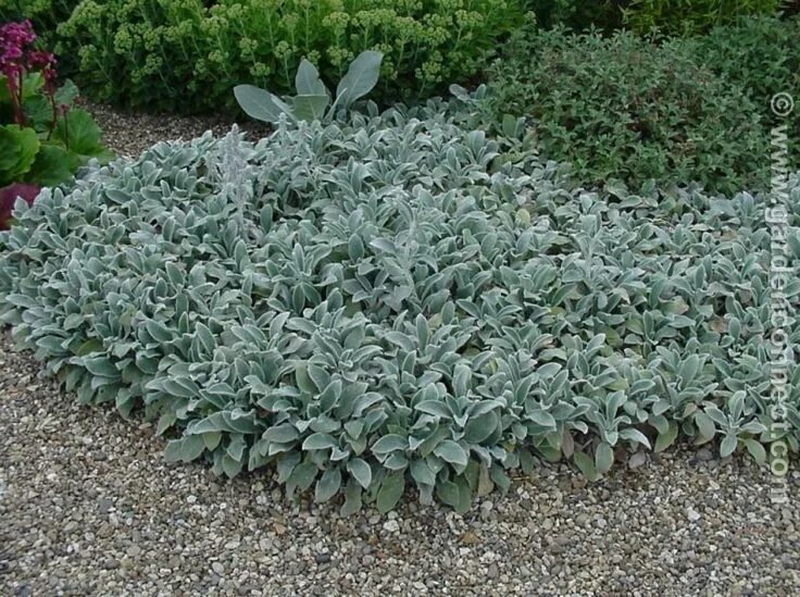 Медвежьи ушки цветы фото на клумбе Stachys byzantina 'Silver Carpet' Perenner, Växter, Trädgårdsarbete