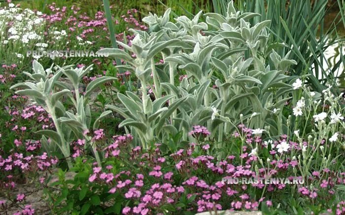 Медвежьи ушки цветы фото на клумбе Чистец шерстистый (Стахис, Stachys): выращиваем на клумбе и в альпинарии. Фото -