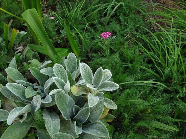 Медвежьи ушки цветы фото на клумбе stachys-byzantina-lambs-ear-and-achillea Stachys byzantina, Achillea, Plants