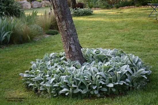 Медвежьи ушки цветы фото на клумбе Busco Stachys byzantina Plantas de exterior, Paisajismo de patio frontal, Diseño