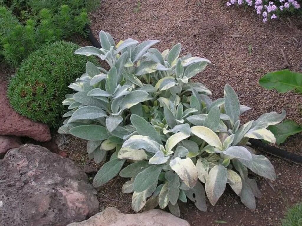 Медвежьи ушки цветы фото на клумбе Фотоколлекция Стахиса Stachys Primrose Heron: Уникальные Цветы Ландшафтный дизай