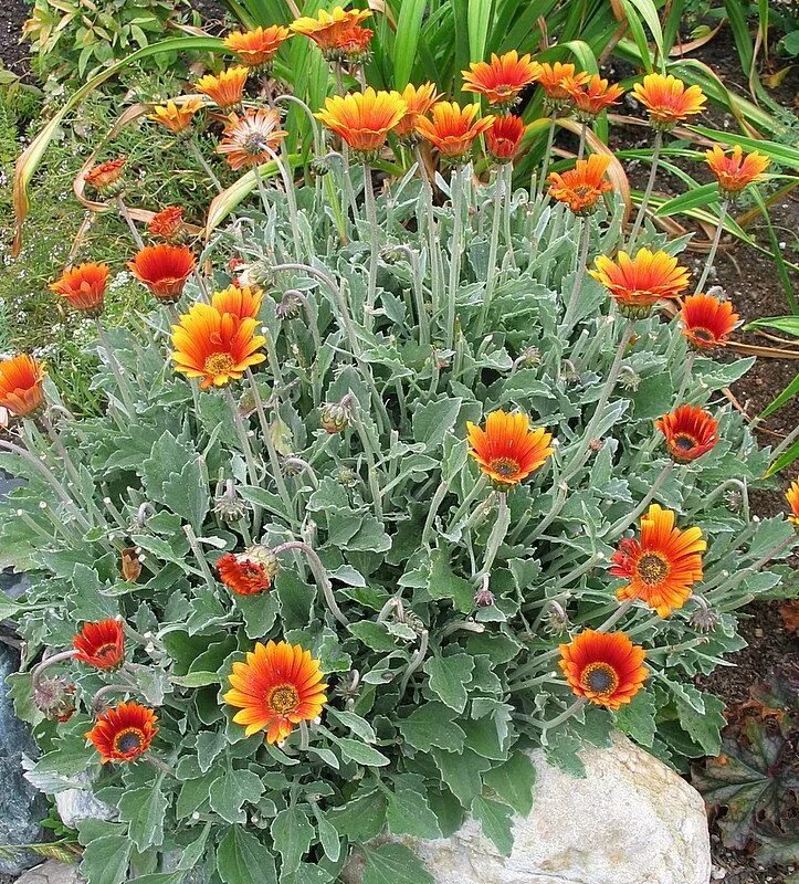Медвежьи ушки цветы фото на клумбе PlantFiles Pictures: African Daisy 'Pumpkin Pie' (Arctotis) by Calif_Sue Drought